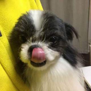 『ニュートン』テンションが高く、人が大好きです