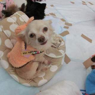 『かれい』人には甘ったれ、犬には怒ることがあります