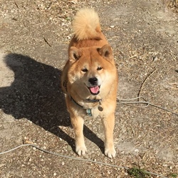 チョコとチョコ（？？）