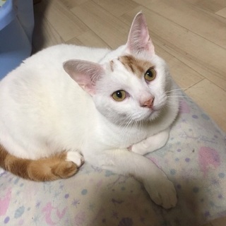 スコティッシュホールド☆てん君