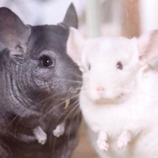 チンチラ♂2匹の里親決定しました❗️（ケージ付）