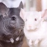チンチラ♂2匹の里親決定しました❗️（ケージ付） サムネイル1