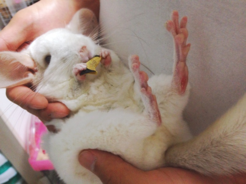 チンチラ♂2匹の里親決定しました❗️（ケージ付） サムネイル2