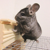 チンチラ♂2匹の里親決定しました❗️（ケージ付） サムネイル4
