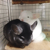 チンチラ♂2匹の里親決定しました❗️（ケージ付） サムネイル5
