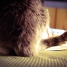 野良猫 から 家猫へ 明後日病院へ連れてってきます