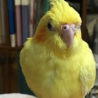 れもん