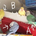 コザクラインコ里親募集。