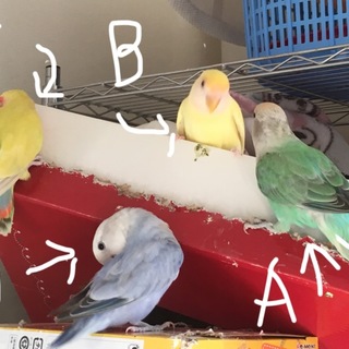 コザクラインコ里親募集。