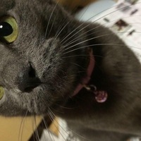 ソフィー