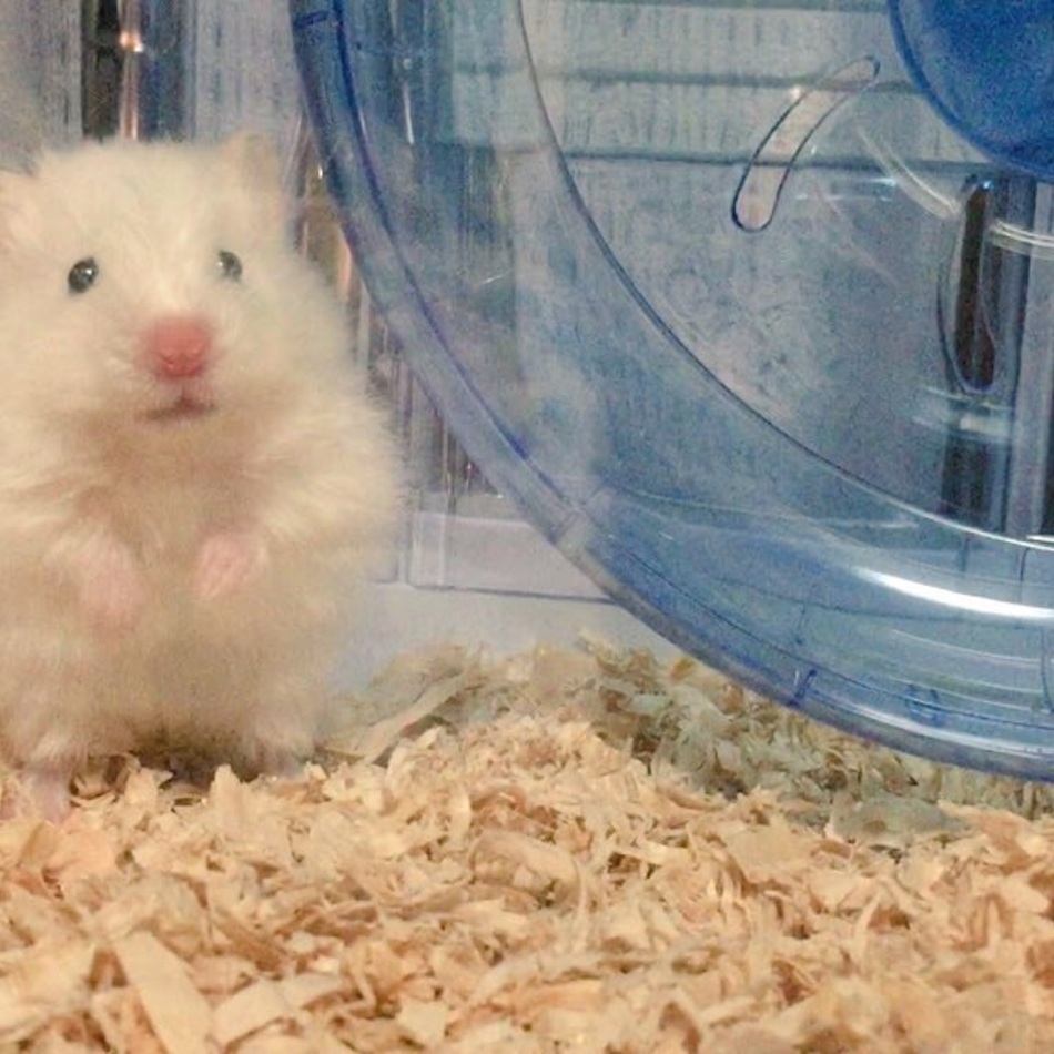 苺のカバー写真