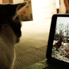 YouTubeに夢中 検索ワード 「猫が喜ぶ動画」