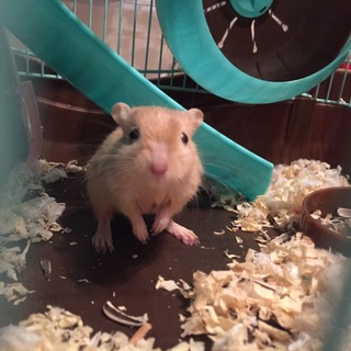 急募！カラージャービル♂