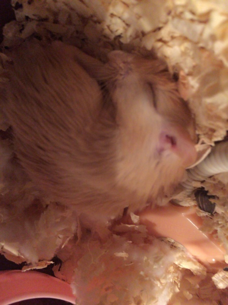 急募！カラージャービル♂ サムネイル2