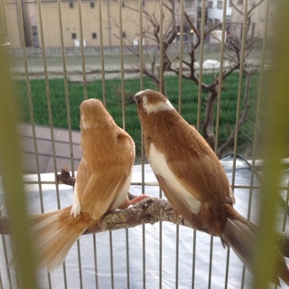 ジュウシマツ2羽