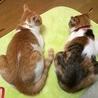の写真