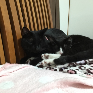 甘えてるニャン