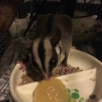 生後半年 フクロモモンガ  ♀
