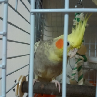 オカメインコパールパイド(手乗り崩れ)