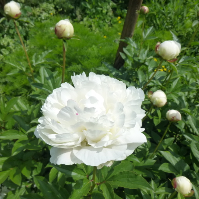 ねこたまのカバー写真