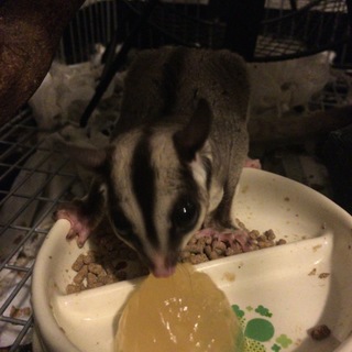 フクロモモンガ  半年  ♀