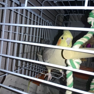 オカメインコシナモン(手乗り崩れ)