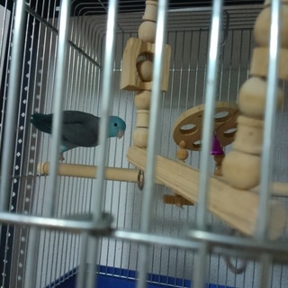 マメルリハ ブルー 手乗り崩れ