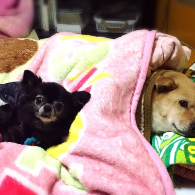 まろひじきひめママのカバー写真