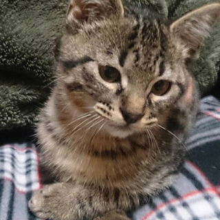 茶キジの甘えん坊なちびんくん（早期去勢手術済み）