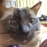 ブルー