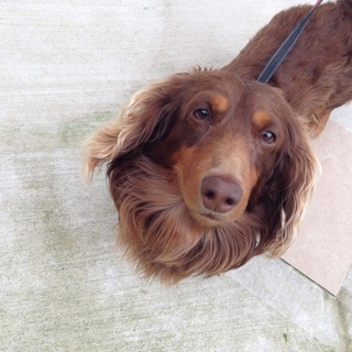 ミニチュアダックスオス