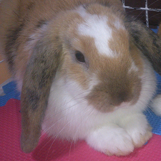 垂れ耳うさぎ里親募集♡