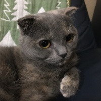 凪