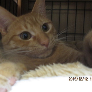 ちょっぴり臆病だけどお茶目なチャッピィ♡