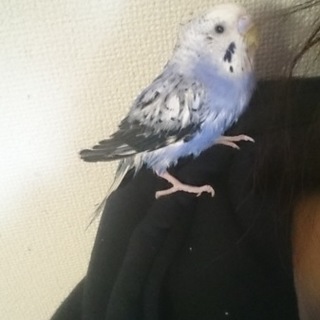 セキセイ 多分♂ ２羽