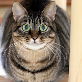 優しい甘えん坊・・大きな瞳がチャーミングな ハーブ