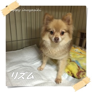 キュートなポメラニアン♀５才、リズム