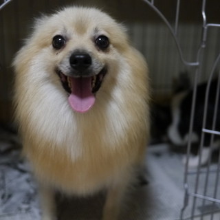 人間大好きポメ♀５才（とあ）