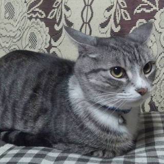 元気な男の子です、人見知りしません