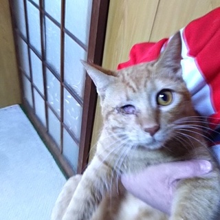 不適切な多頭飼いのお宅より救助して来た子です。