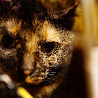 綺麗なアーモンド型の瞳の美人サビ猫