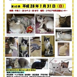 個性派きらり★勢ぞろい　猫譲渡会～おぶねこ～