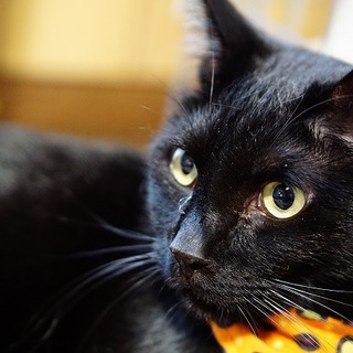 乳飲み子から2年半、巨大黒猫甘えん坊男子、疾風！