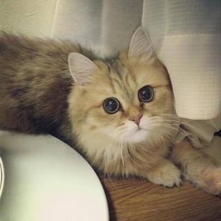 小さめチンチラゴールド里親募集中！