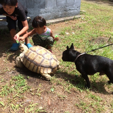 キャンプで陸ガメさんに遭遇！！
