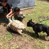 キャンプで陸ガメさんに遭遇！！