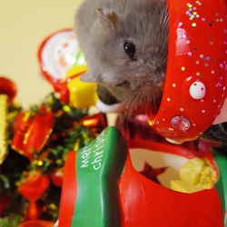 クリスマスの話