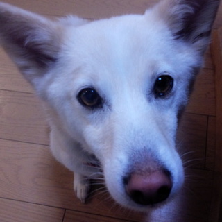 ひかえめなmix女の子　幸せ家族募集しています☆