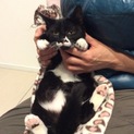 ふわふわな仔猫