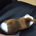 モルモットちゃん